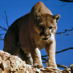 A cougar looks down at us from higher ground, beneath a deep blue sky