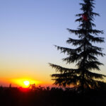 A tall fir tree is a silhouette as the yellow and orange sun peeks over distant, forested mountains.