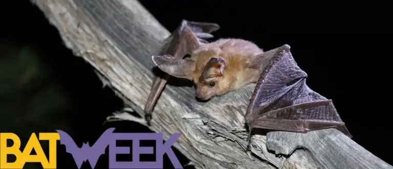 small, light brown bat head with large ears, shoulders, and part of gray-brown wings